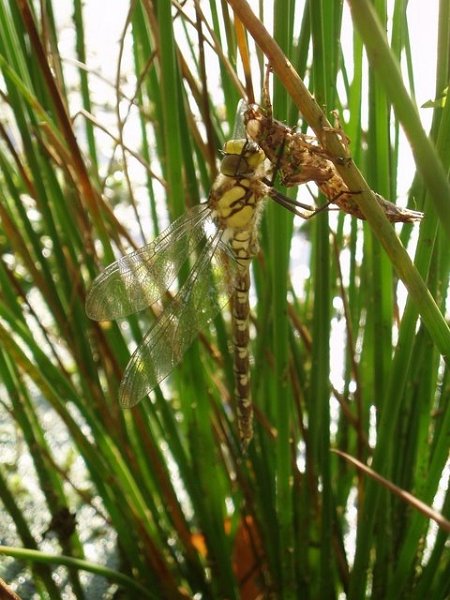 Aeschne bleue   F.Vergonjeanne